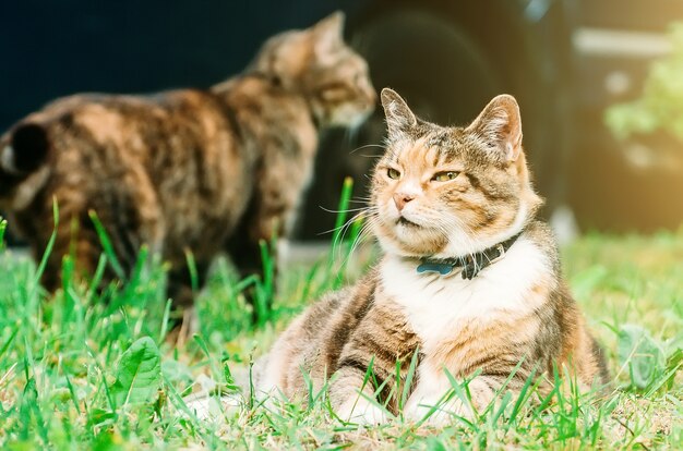 Premium Photo | Fat pussy cat lies on a grass meadow, in the background ...