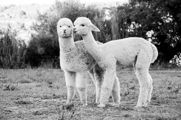 Premium Photo | Fawn close herd camelid animal daughter