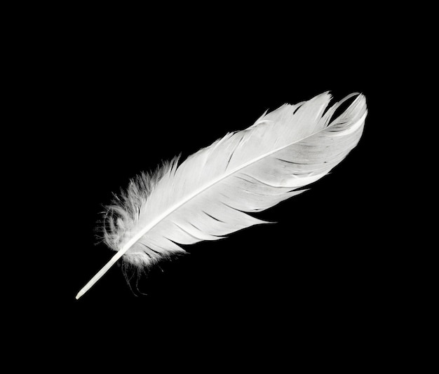 Feather on black background | Premium Photo