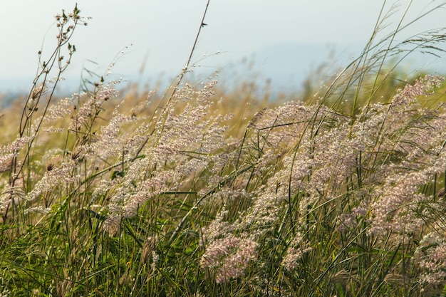 Premium Photo Feather Grass Or Needle Grass