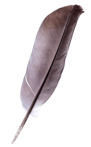 Premium Photo | Feather pen isolated