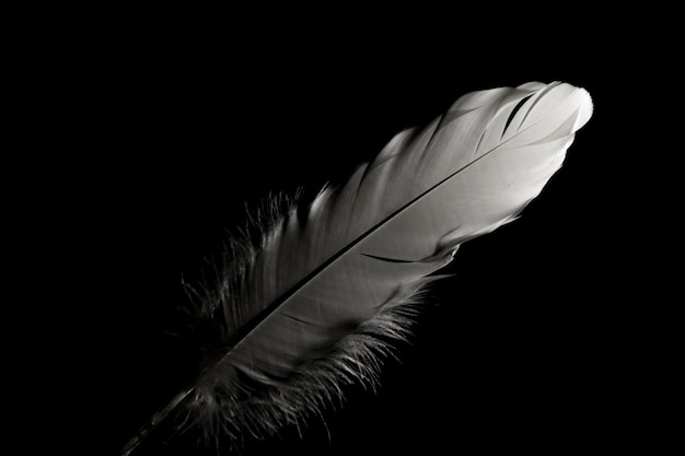 Premium Photo | Feathers in the dark. light falling on beautiful ...