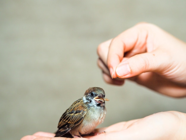 スズメ鳥に餌をやる プレミアム写真