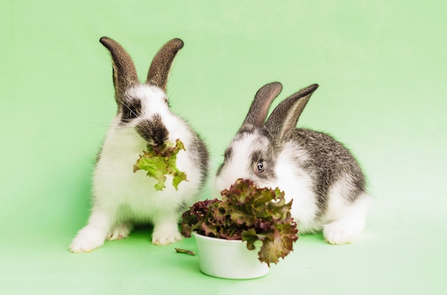 ペットの飼育と飼育 小さな赤ちゃんウサギは 新鮮な緑の草 レタス 葉を食べます 動物のためのバランスの取れた栄養 プレミアム写真