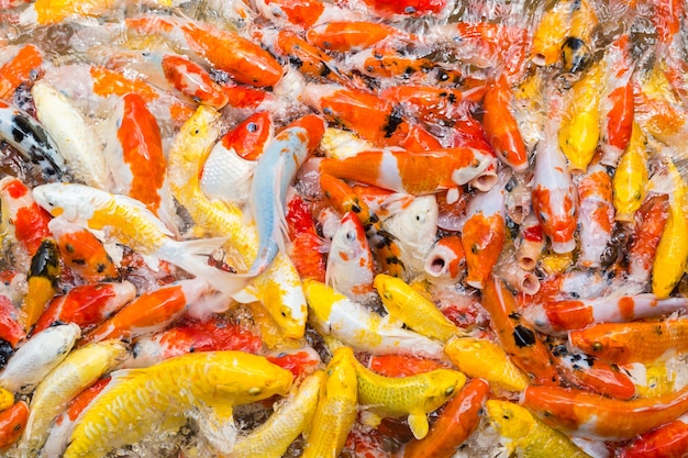 池に鯉を餌にする カラフルなファンシーコイ 一緒に食べ物のために競合する鯉魚 プレミアム写真