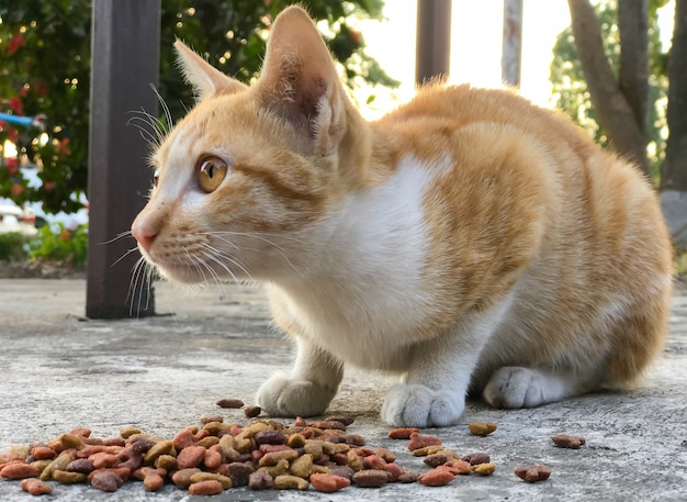 Premium Photo | Feeding cat food give with orange cat over old concrete ...