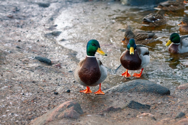 premium-photo-feeding-wild-ducks-in-the-spring-season-city-ducks-on