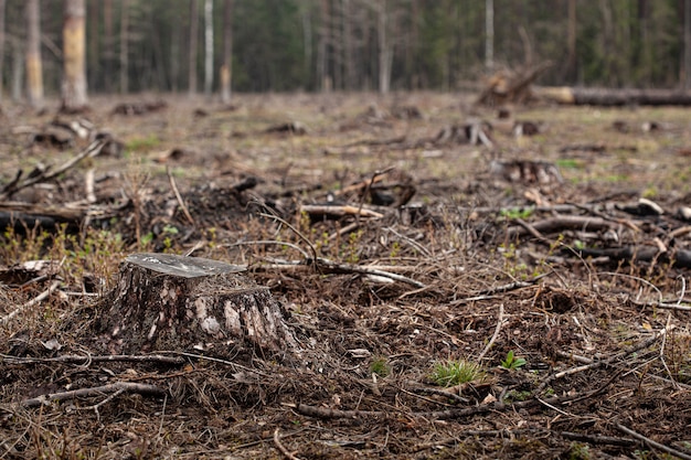 Premium Photo Felled Pine Trees In Forest Deforestation And Illegal   Felled Pine Trees Forest Deforestation Illegal Logging International Trade Illegal Timber Stump Felled Living Tree Forest Destruction Wildlife Wood Export Import 289018 669 