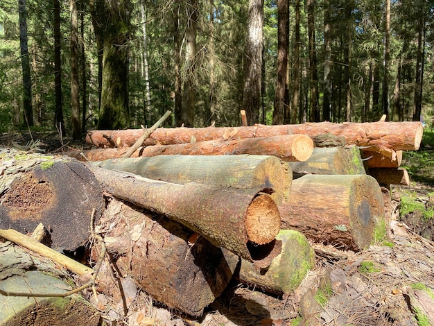 Premium Photo Felled Wooden Trunks Of Pine Trees Lie On The Ground In