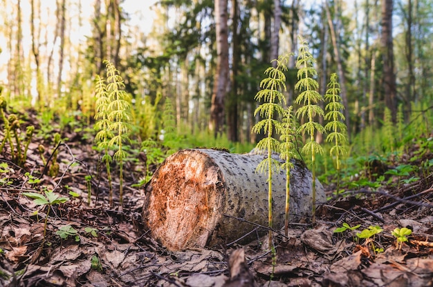 Premium Photo Felling Of Trees Young Shoots In Place Of A Felled   Felling Trees Young Shoots Place Felled Tree Atmospheric Green Forest Backdrop With Lush Moss Woodland Texture 158388 1266 