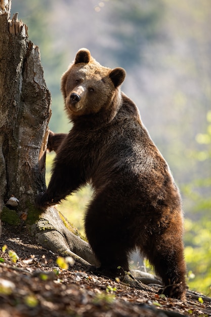 Premium Photo | Female adult brown bear standing in upright position on ...