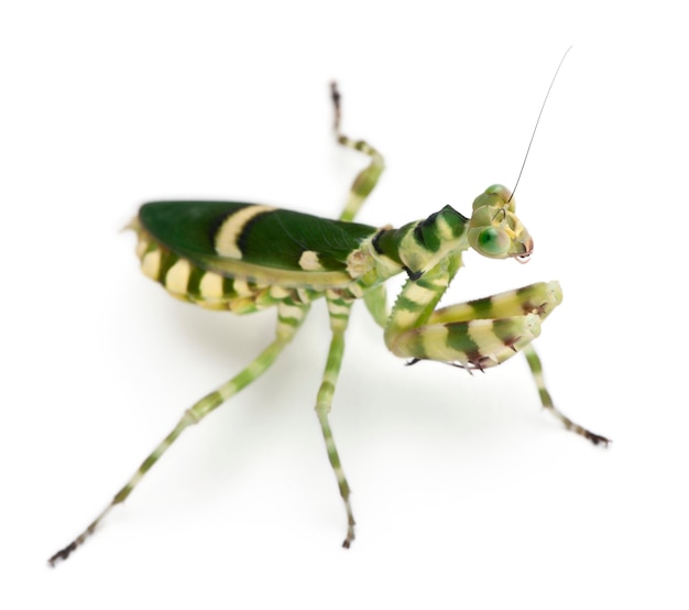 Premium Photo | Female banded flower mantis in front of white background