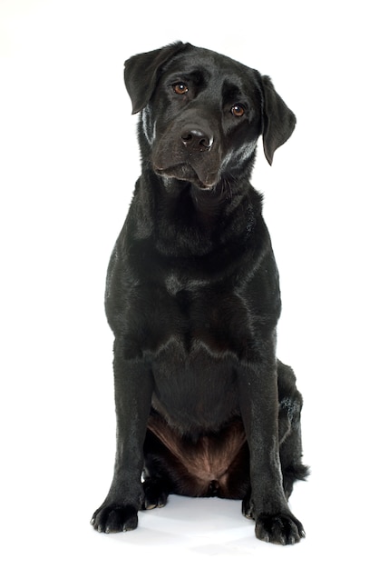 black and white labrador retriever