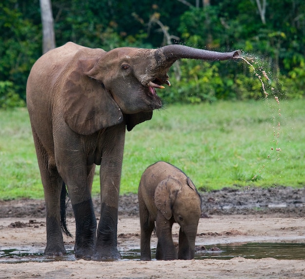 Premium Photo | Female elephant with a baby. central african republic ...