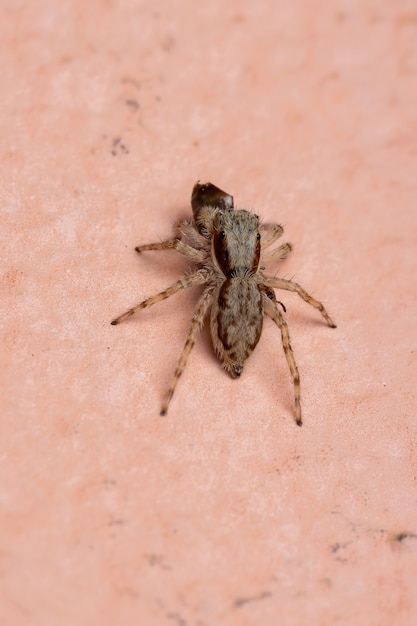 Premium Photo Female Gray Wall Jumping Spider Of The Species   Female Gray Wall Jumping Spider Species Menemerus Bivittatus Preying Ant 313877 476 