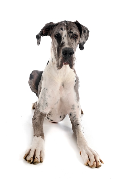 Premium Photo | Female great dane