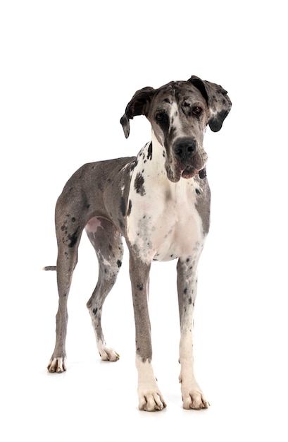 Premium Photo | Female great dane