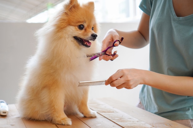 dog hair salon