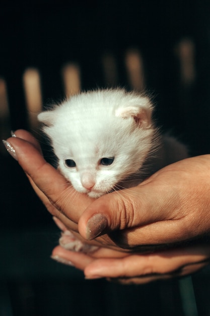 女性の手を保持している新生児の白い子猫 プレミアム写真