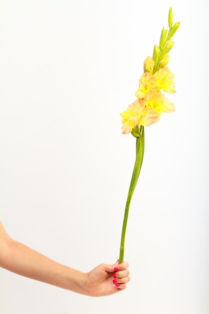 女性の手は白い壁に単一の黄色のグラジオラスの花を保持します プレミアム写真
