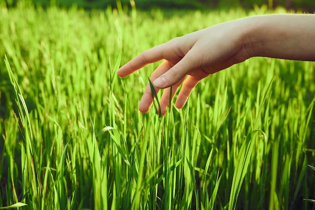 Premium Photo | Female Hand Touching Grass