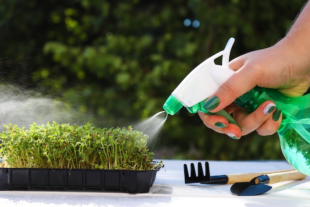 Premium Photo Female Hands Watering Cress Salad Microgreens With Hand