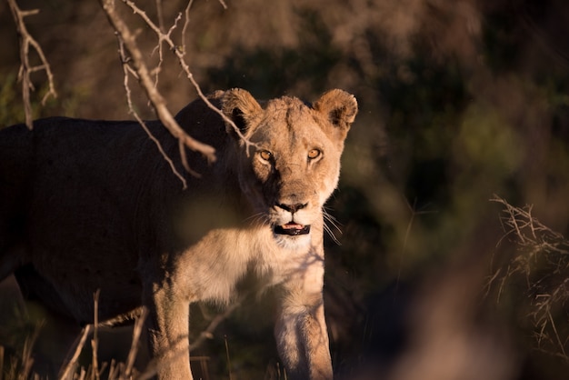 獲物の雌ライオン狩り 無料の写真