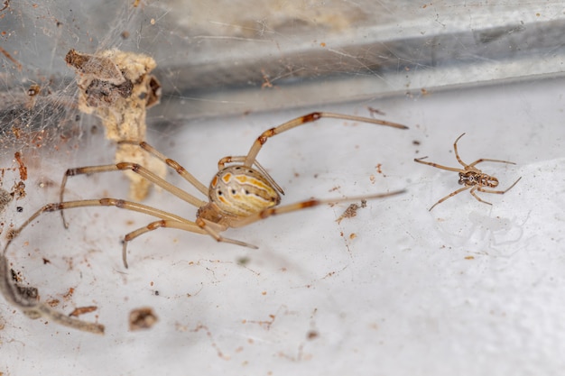 Premium Photo Female And Male Brown Widow Spiders Of The Species