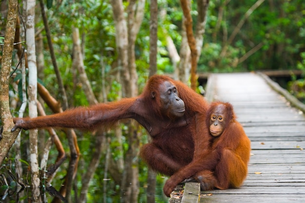 Premium Photo | Female of the orangutan with a baby are sitting on a ...