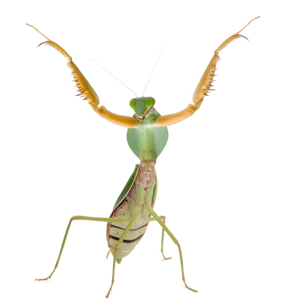 Premium Photo | Female praying mantis, rhombodera basalis, in front of ...