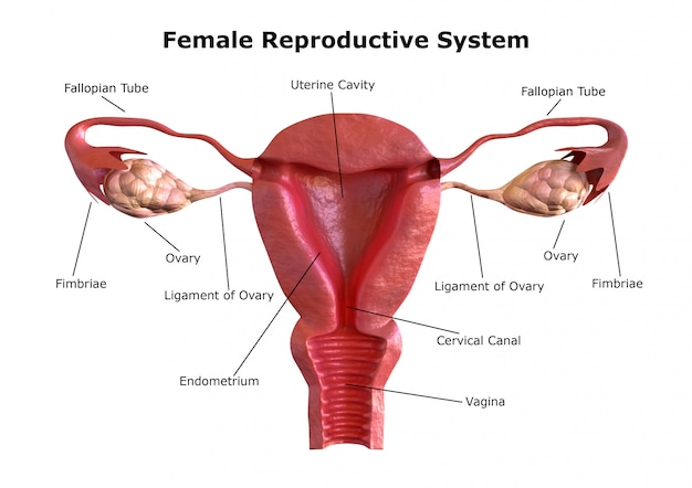 女性生殖器系 プレミアム写真