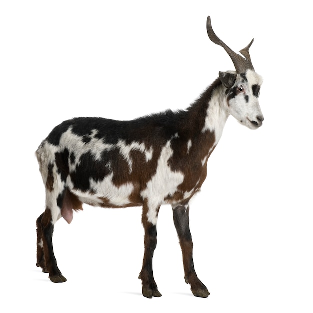 Premium Photo | Female rove goat, standing