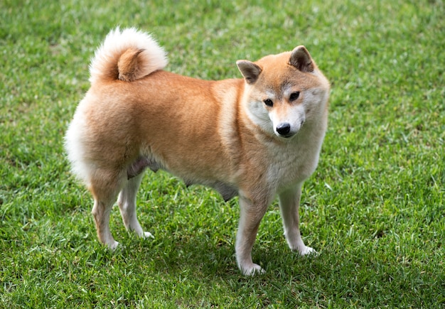 Premium Photo | Female shiba inu dog stood on grass