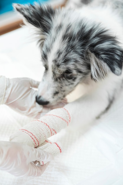 無料の写真 犬の足と四肢に包帯をした女性の獣医師