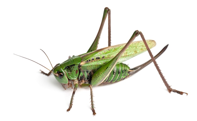 Premium Photo | Female wart-biter (decticus verrucivorus) is a bush-cricket