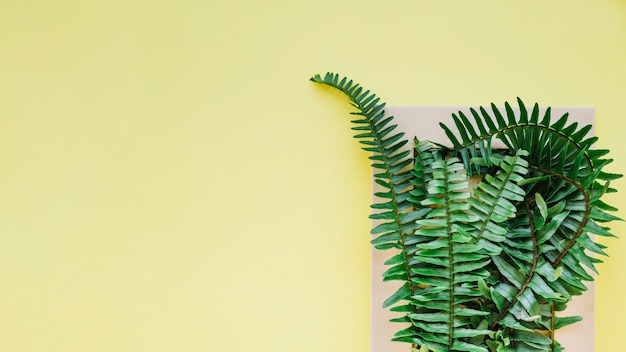 Free Photo | Fern on yellow background