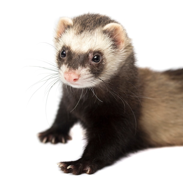 Ferret in full growth lies isolated on white | Premium Photo