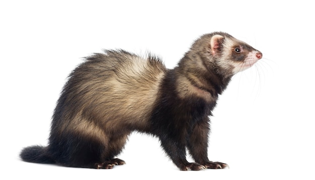 Premium Photo | Ferret sitting and looking right, isolated on white