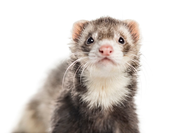 Premium Photo | Ferret on white background