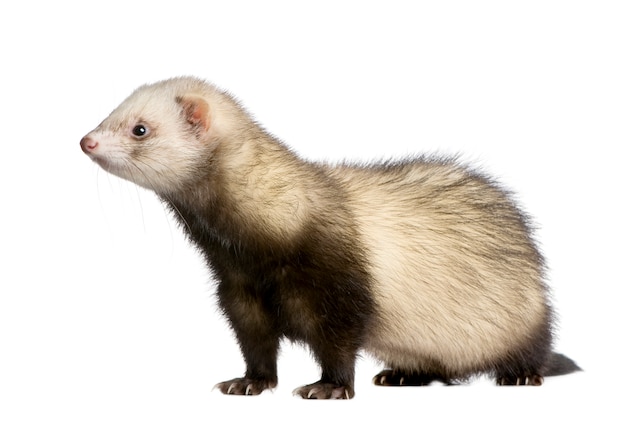 Premium Photo | Ferret on a white isolated