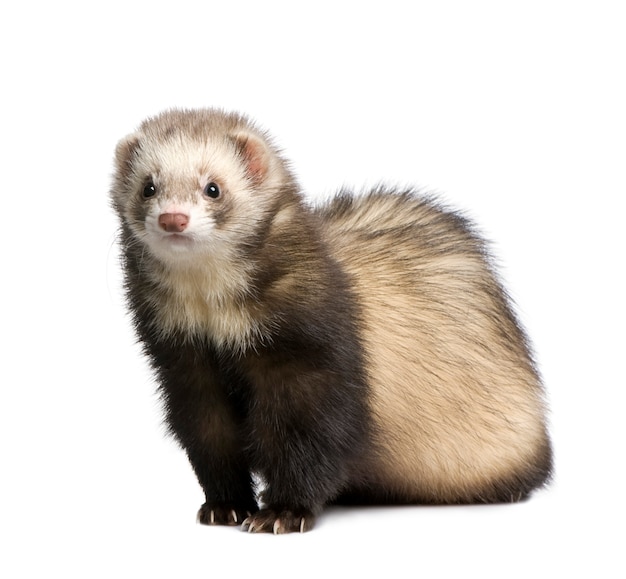 Premium Photo | Ferret on a white isolated