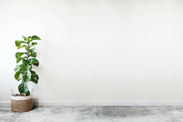 High Resolution Minimalist Plant Wallpaper