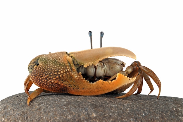 Free Photo | Fiddler crab closeup on white background