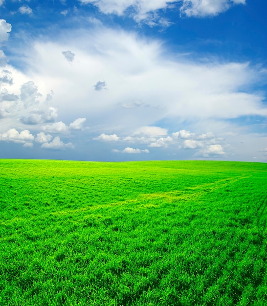 Premium Photo | Field on a background of the blue sky