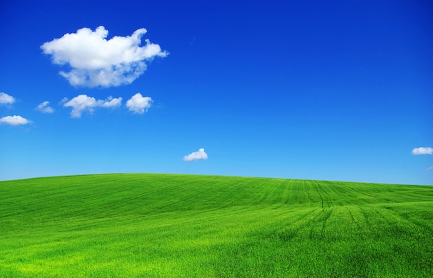 Premium Photo | Field on a background of the blue sky