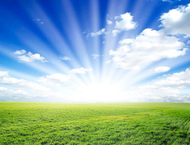 Premium Photo | Field on a background of the blue sky