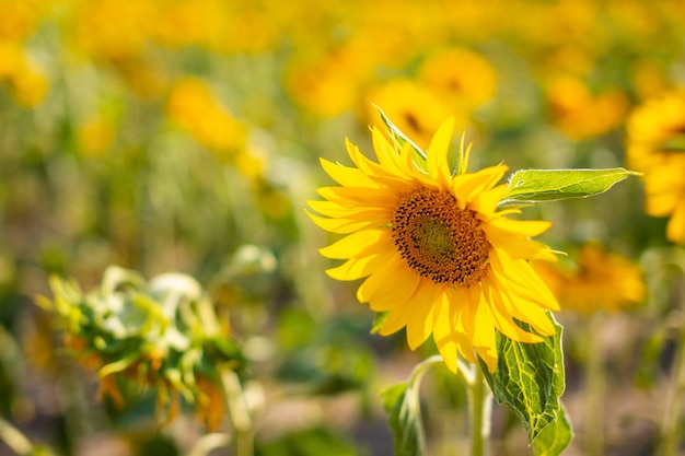 Premium Photo | Field of blooming sunflowers in summertime in czech ...