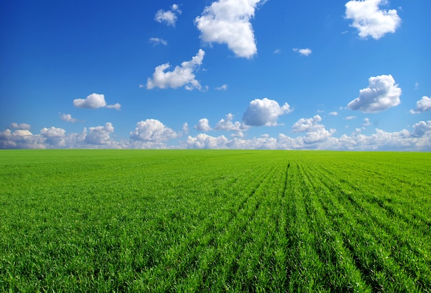 Premium Photo | Field on blue sky