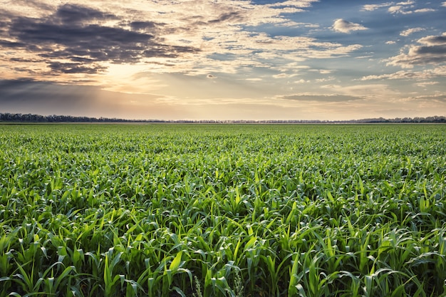 Premium Photo | Field of corn at sunset
