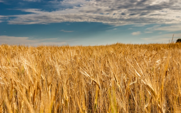 Premium Photo | A field of golden rye under a blue sky with clouds